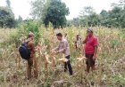 Panen Jagung Dilahan Gempita Pandeglang, Guna Mendorong Swasembada Pangan Indonesia